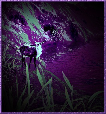 Lilac dream